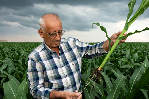 istock Senior farmer standing in corn field examining crop root in his hands. 1311587149