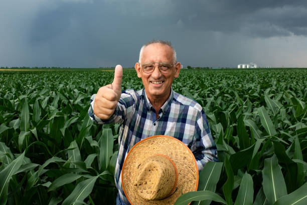 istock Senior farmer standing in corn field showing thumbs up. 1311587756