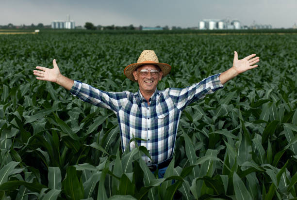 istock Senior farmer standing in corn field with arms outstretched. 1311587807