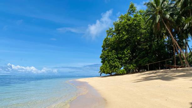 istock Calm beach in the noon with tree and palm tree 1311587851