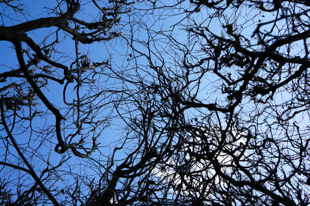limbs and branches of trees without leaves