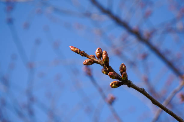 istock the buds of a fruit tree in the spring 1311589026