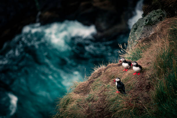 Puffins on cliff, ocean waves in background, Faroe Islands