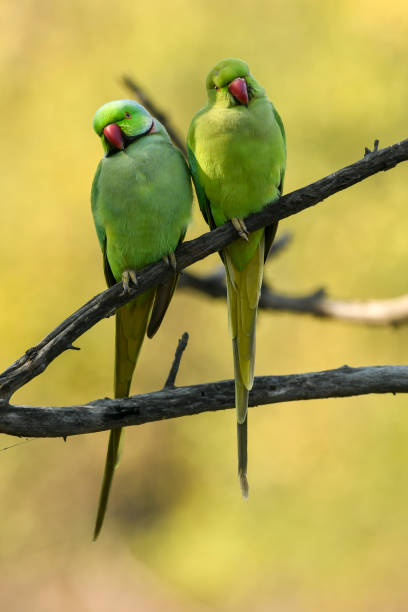 Alexandrine parakeet or parrot pair portrait in natural green background at keoladeo ghana national park or bharatpur bird sanctuary rajasthan india - Psittacula eupatria Alexandrine parakeet or parrot pair portrait in natural green background at keoladeo ghana national park or bharatpur bird sanctuary rajasthan india - Psittacula eupatria keoladeo stock pictures, royalty-free photos & images