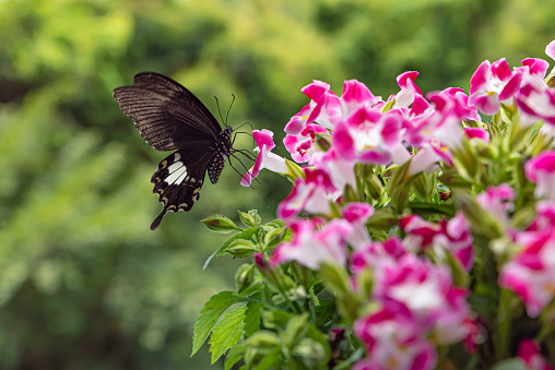Close-up pink and white flowers with a large butterfly perched on the plant
