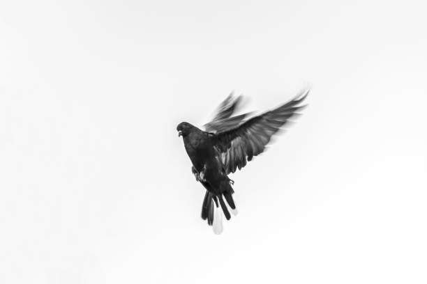 istock Grey pigeon on a white background in flight. Sunny autumn day. Front view. 1311593030