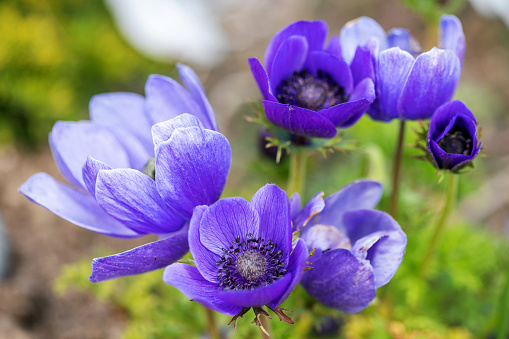 Beautiful blossom purple anemone flowers, selective focus.