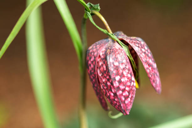 checkered lily, fritillaria michailovskyi meleagris close up - seldom imagens e fotografias de stock