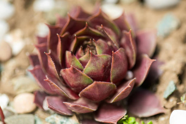 Sempervivum flower. Flowering sempervivum in macro shot