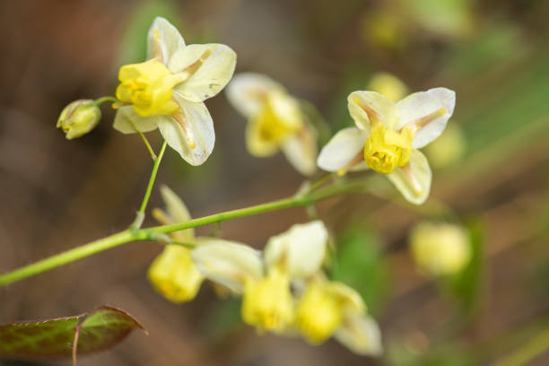 庭のエピミディアムの花 - pale shades ストックフォトと画像