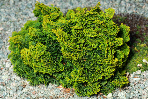 thuja brabant thuja occidentalis thuja plicata arborvitae bola de cerca. - fence formal garden gardening ornamental garden fotografías e imágenes de stock