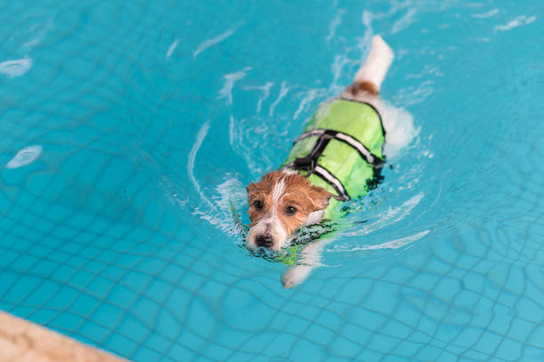 istock Jack Russell Terrier swimming in the pool in a life jacket 1311593980
