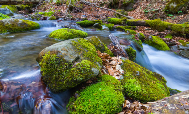istock small river rushing in mountain canyon 1311594046