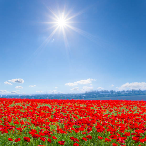 istock summer prairie with red poppy flowers under a sparkle sun 1311594329