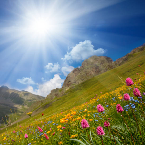 istock green mountain valley with flowers under a sparkle sun 1311594393