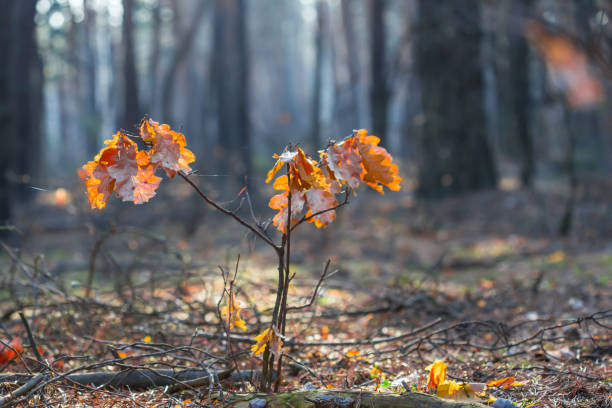 istock closeup small oak tree on a sunny forest glade 1311594913