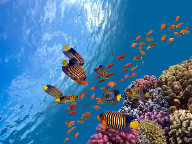 Photo of Underwater scene. Coral reef, fish groups in clear ocean water