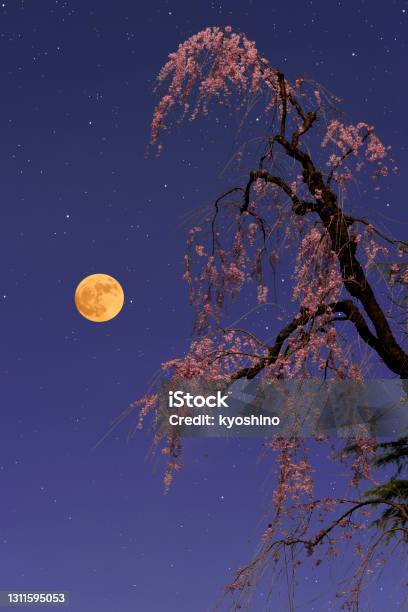 Full Moon Rising Over The Weeping Cherry Tree Stock Photo - Download Image Now - Supermoon, Astrology, Astronomy