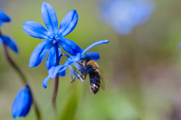closeup bee sit on blue snowdrop flower, outdoor natural background