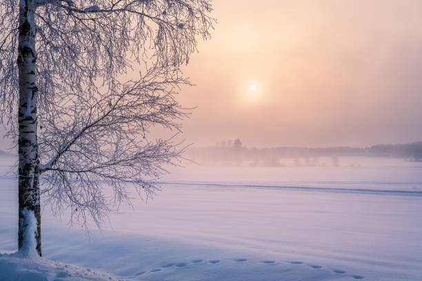 paesaggio invernale panoramico con albero coperto di focaccine solitario e alba al mattino in finlandia. - scow foto e immagini stock