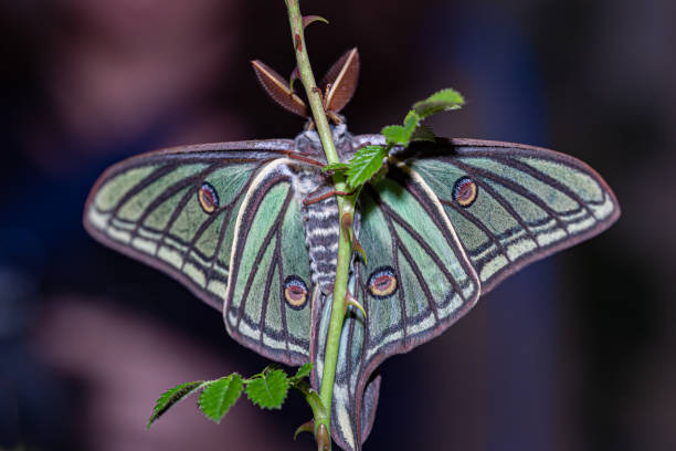 Elizabethan butterfly perched on a branch with colourful, velvet-textured open wings Elizabethan butterfly perched on a branch elizabethan style stock pictures, royalty-free photos & images