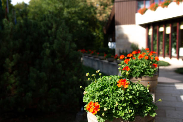 istock Street decorated with concrete flower pots. Empty space 1311597125