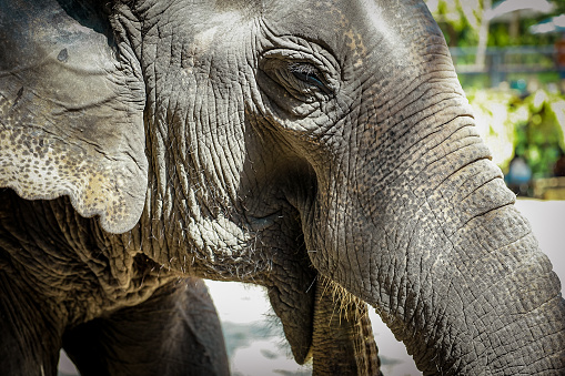 Close up portrait of two elephants   in sanctuary in Thailand