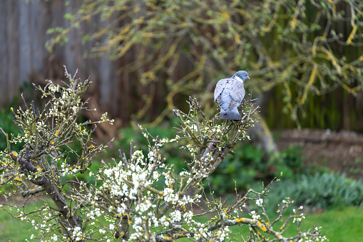 A wood pigeon perched in a Victoria plum tree eating the blossom.
