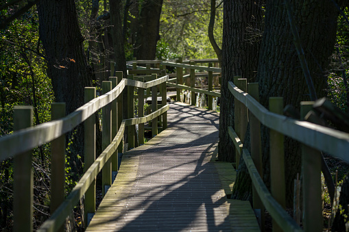 Wooden walkway in a Nature reserve in Cambridgeshire.