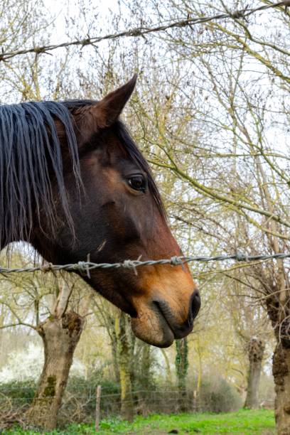istock portrait of horse in meadow 1311599580