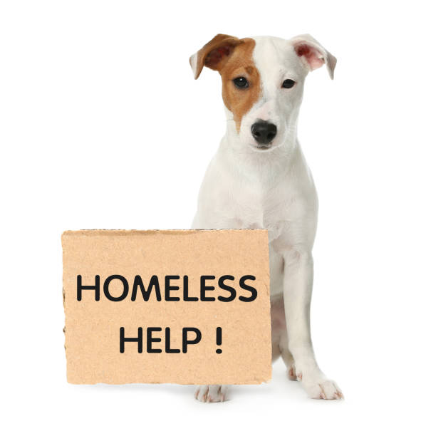 istock Cute Jack Russel Terrier and piece of cardboad with text Homeless Help on white background. Lonely pet 1311601101