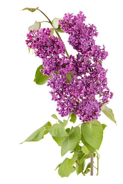 istock Lilac flowers on white background 1311601748