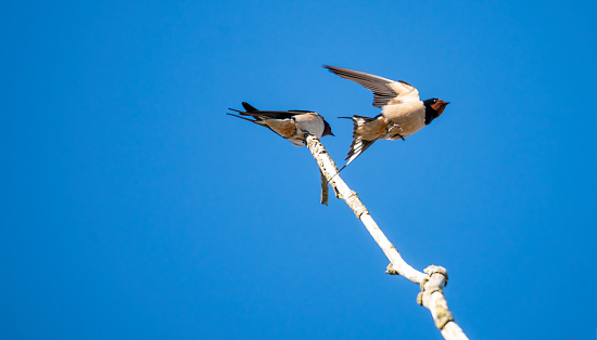 The first swallows of Spring in the UK, April 2021. These have just completed an marathon migration and are resting in Spring sunshine. One is taking off and caught midflight.