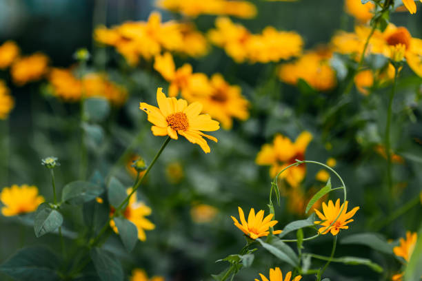 istock Spring flowers on dark background. Yellow flowers. 1311604092