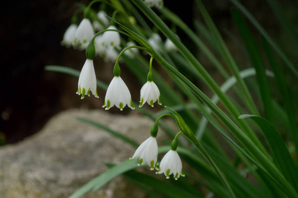 istock Lily of the Valley 1311604620