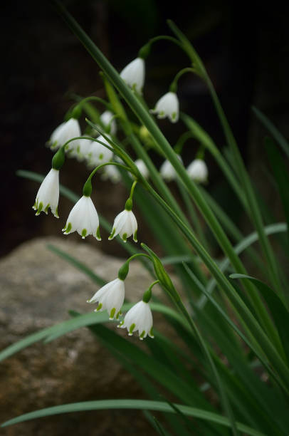 istock Lily of the Valley 1311604858
