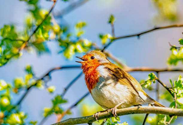 European Robin close up in a Hawthorn bush in springtime.