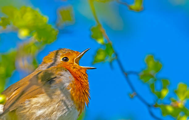 Portrait of a singing European robin, the national bird of the United Kingdom.