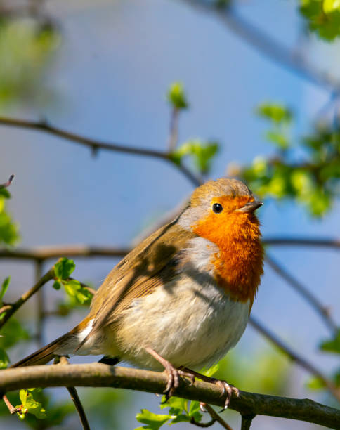 istock European Robin close up 1311605042