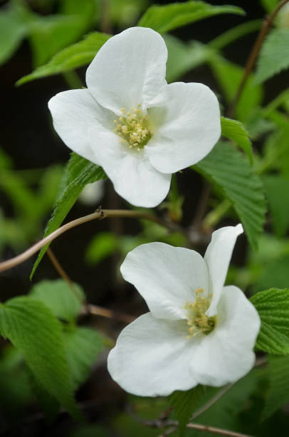 istock Close Up of White Flowers 1311605603
