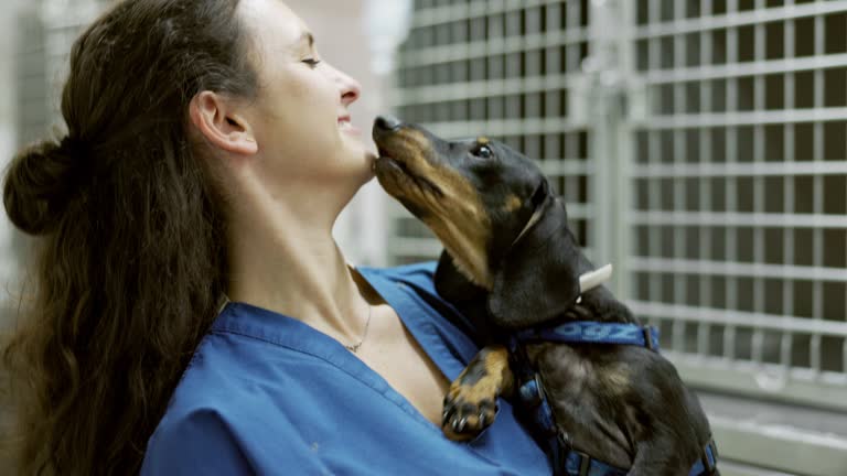 Kennel Assistant Holding Friendly Dachshund in Animal Clinic