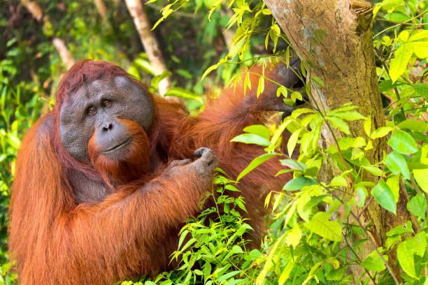 orang-utans, tanjung puting nationalpark, borneo - orang utan fotos stock-fotos und bilder