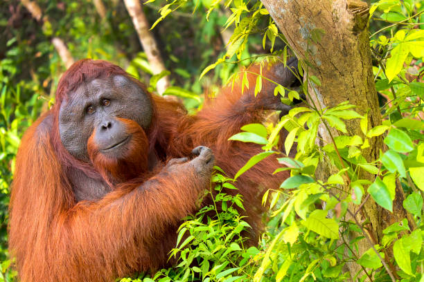 orangutanes, parque nacional tanjung puting, borneo - the nature conservancy fotografías e imágenes de stock