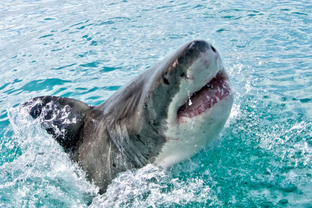 Great White Shark, Gansbaai, Western Cape, South Africa