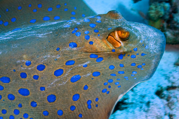 istock Blue spotted Ribbontail Ray, Red Sea, Egypt 1311606183
