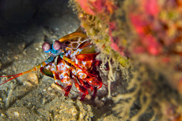 istock Mantis Shrimp, Peacock Mantis, Lembeh, North Sulawesi, Indonesia 1311606200