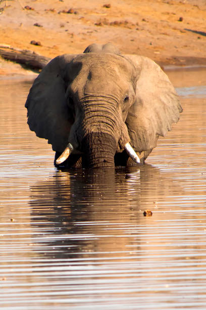 Photo of an african elephant by a waterhole in the Etosha National Park in Namíbia.