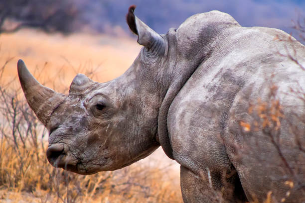 White Rhinoceros, Khama Rhino Sanctuary, Botswana