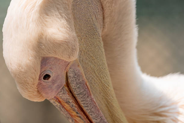 istock Great White Pelican Head and Neck 1311608906