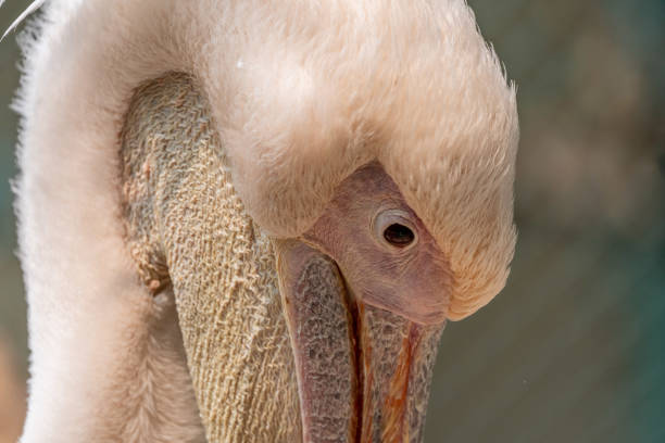 istock Great White Pelican Head Close Up 1311608945